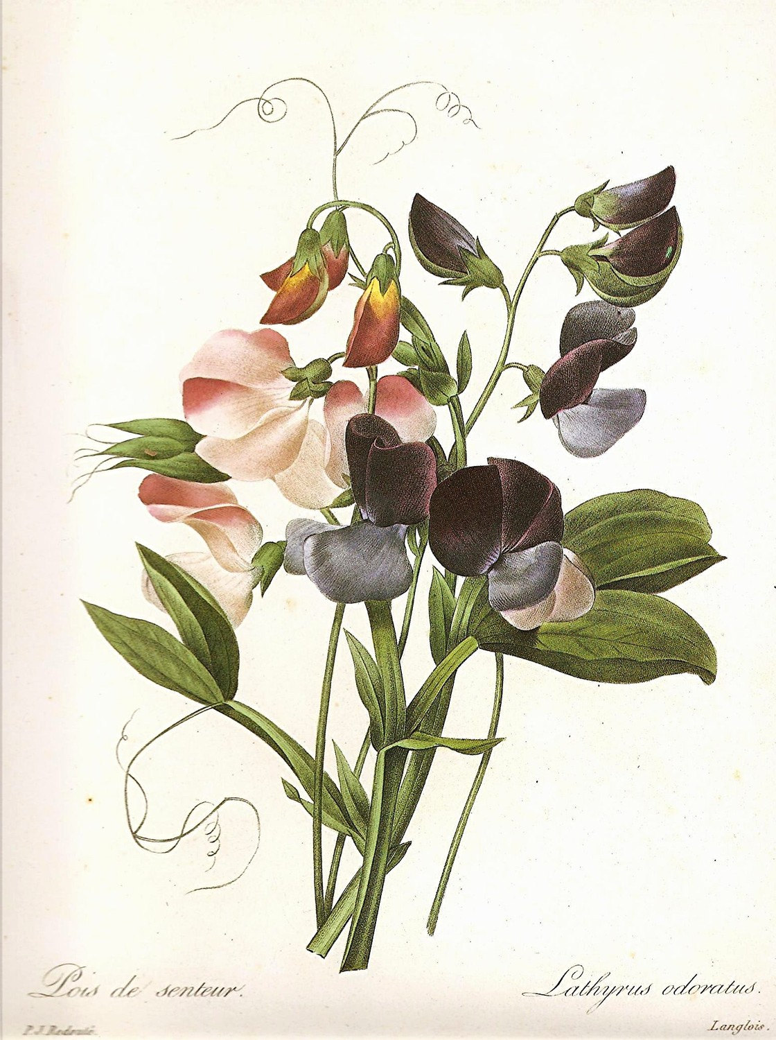Redoute Botanical Prints